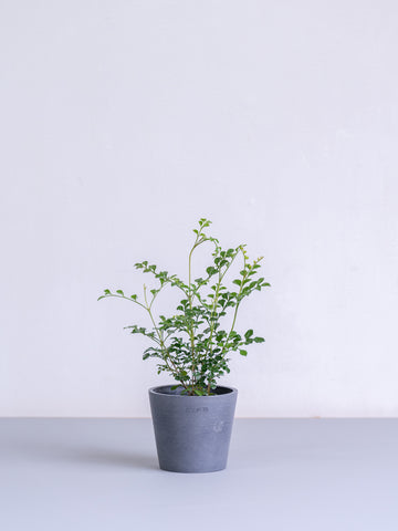 シマトネリコ Table-S
