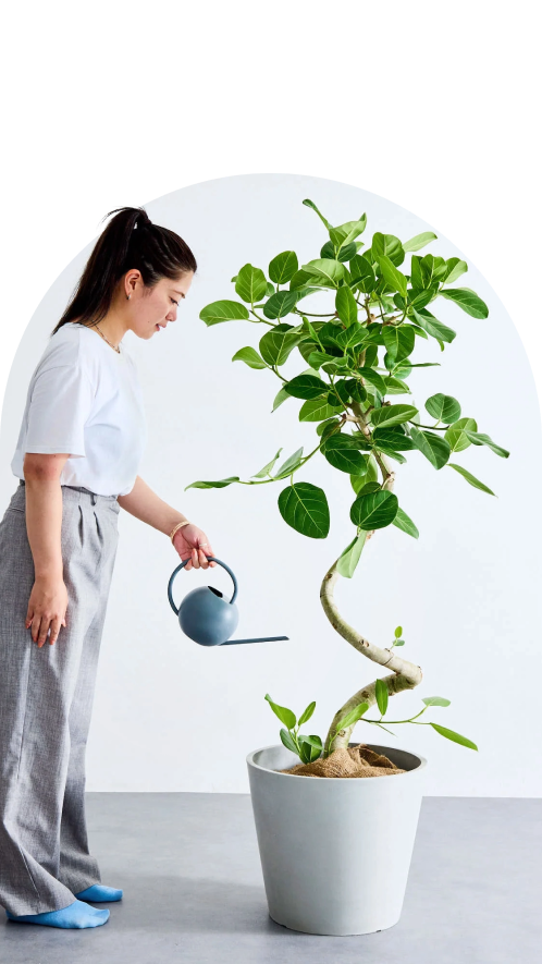 の観葉植物