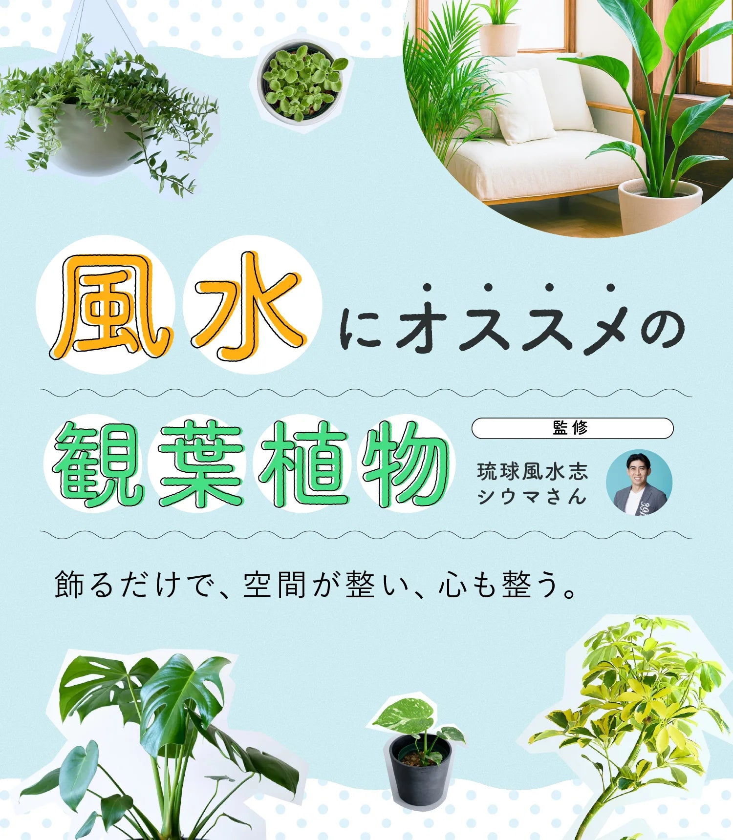 風水に効果的な観葉植物特集