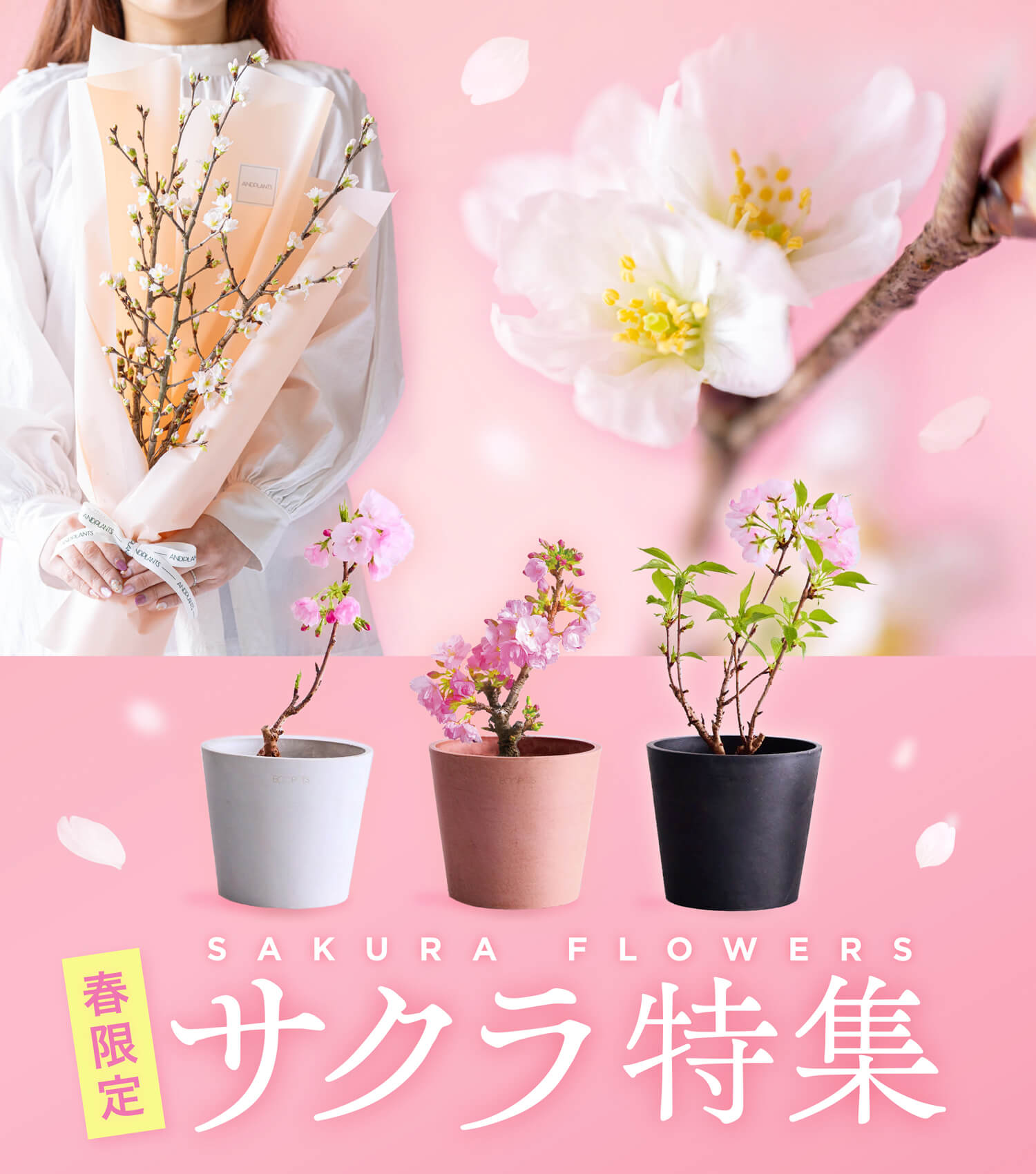サクラの商品一覧
