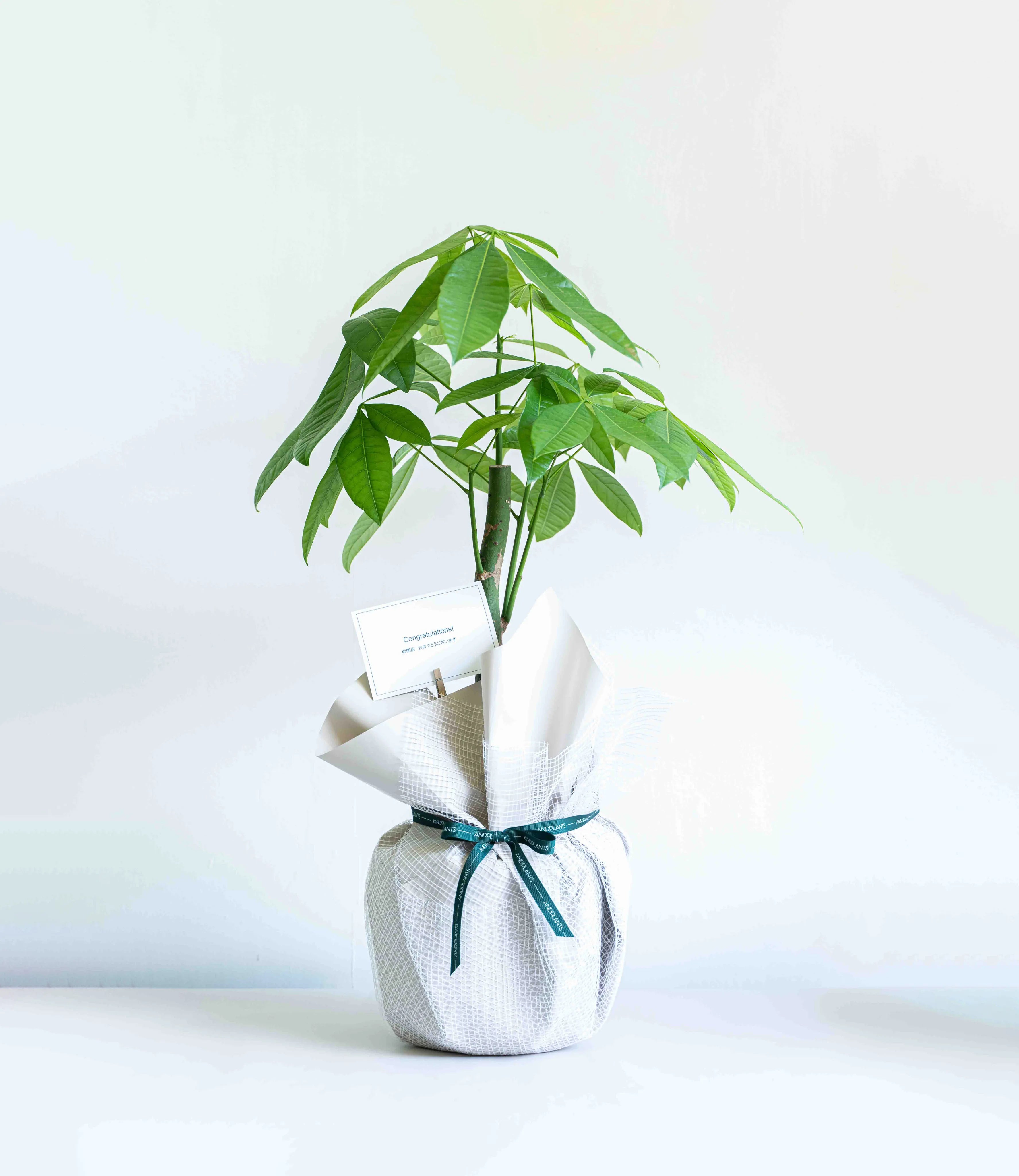 観葉植物