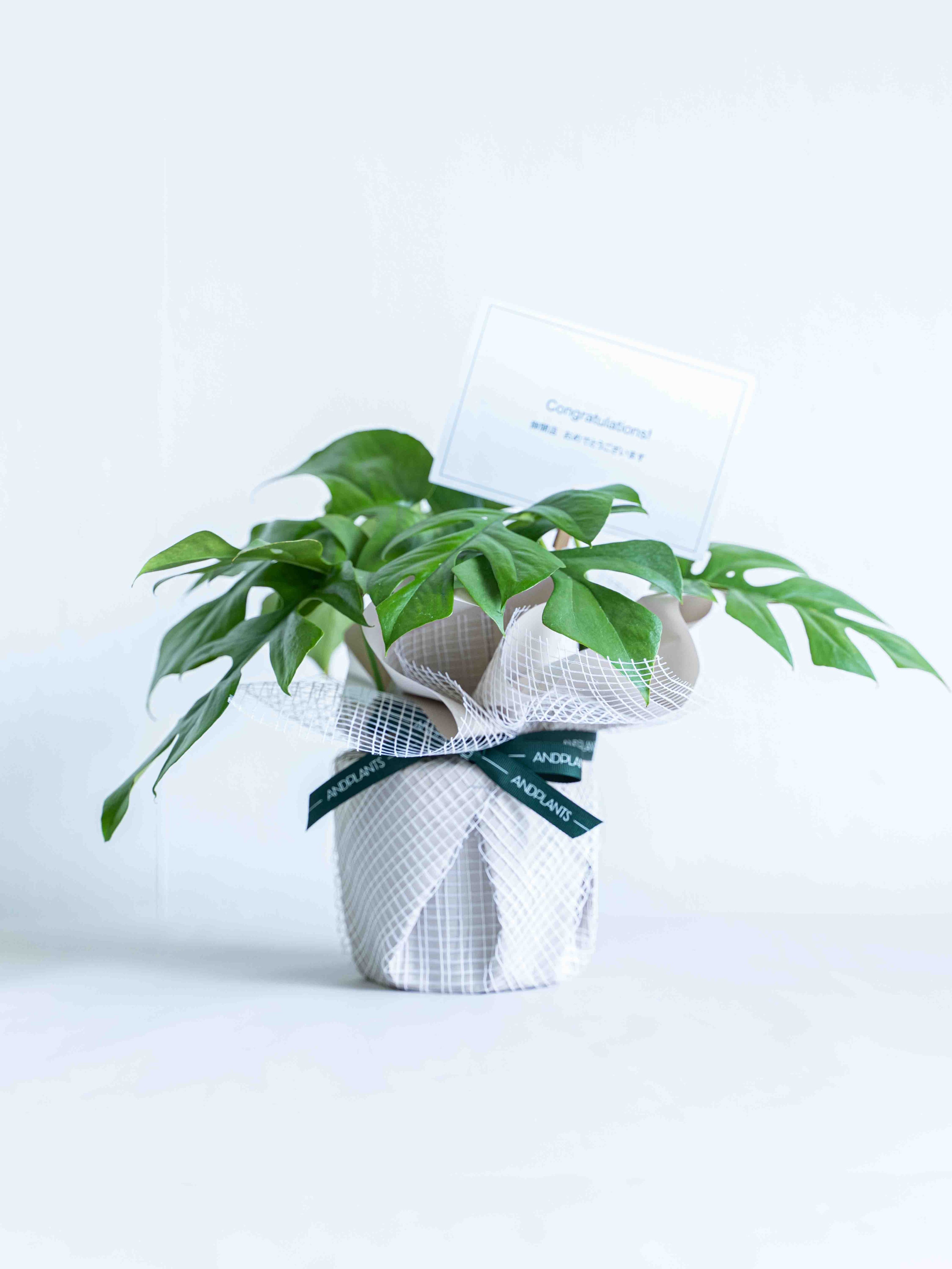 観葉植物