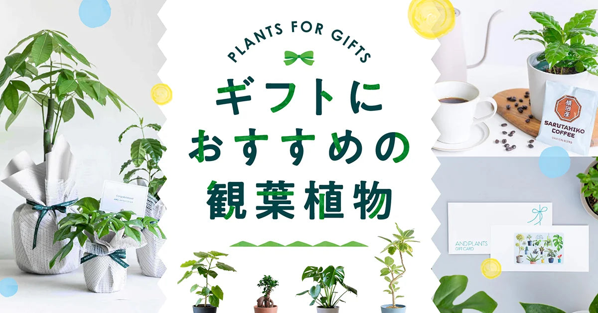 ギフトにおすすめの観葉植物