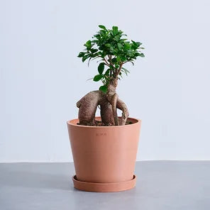 観葉植物