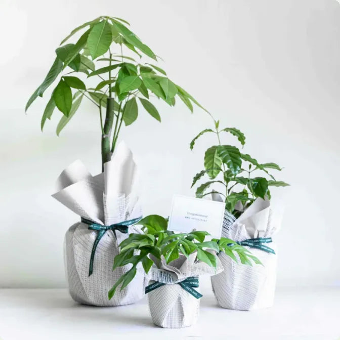敬老の日にぴったりな花言葉を持つ観葉植物