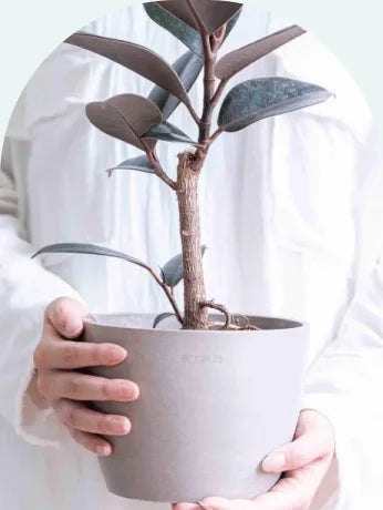 Table-Lの植木鉢