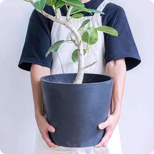 植え替え