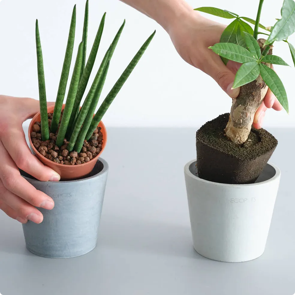 土を使わない植物