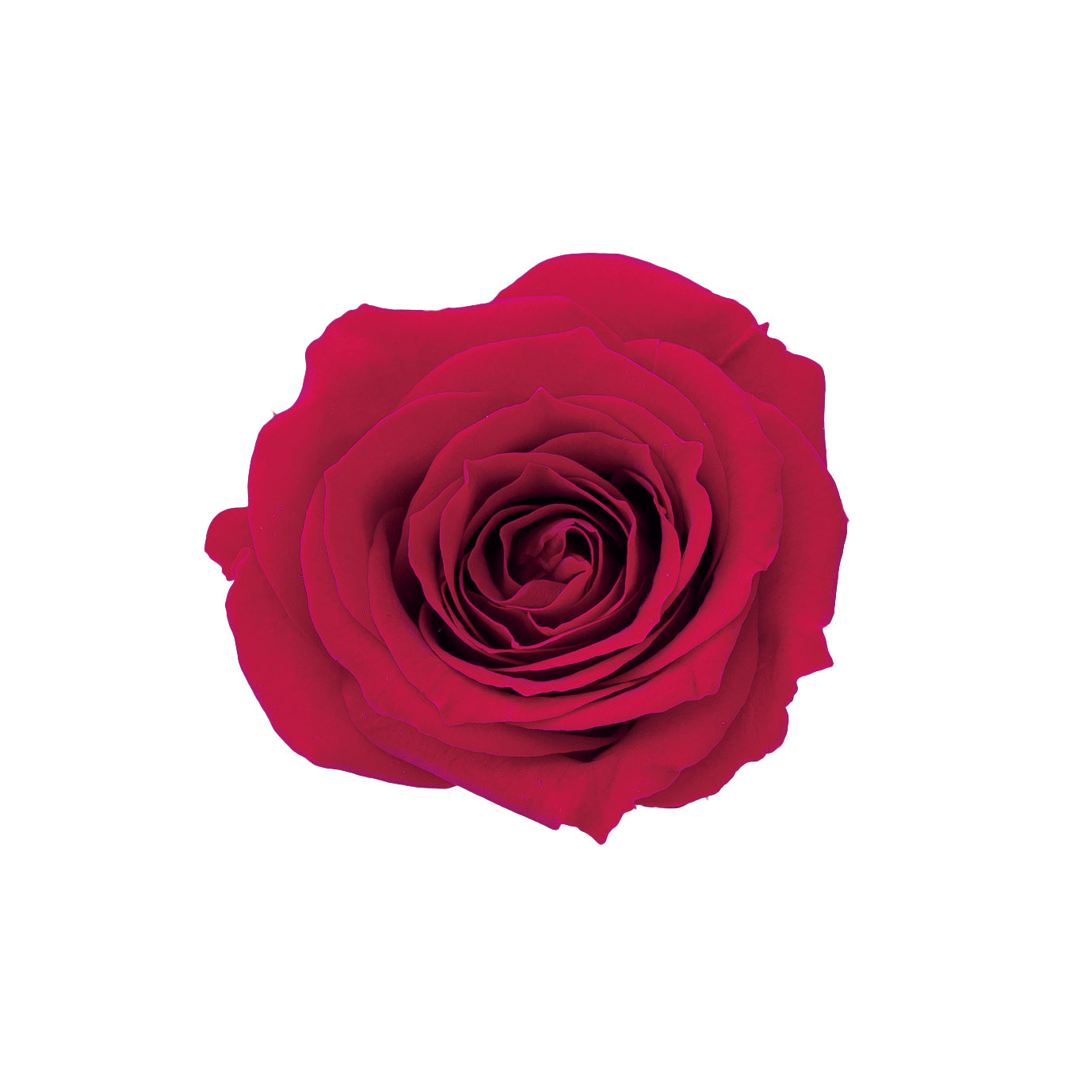 alphabetrose-red