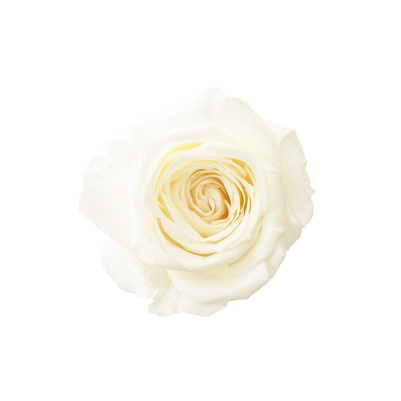 alphabetrose-white