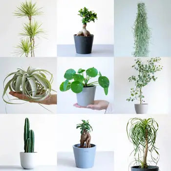 観葉植物一覧