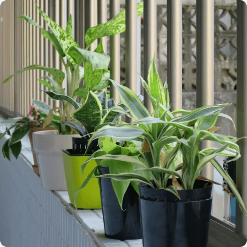 ベランダにおすすめの観葉植物