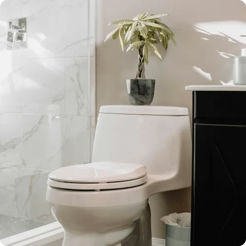 トイレにおすすめの観葉植物