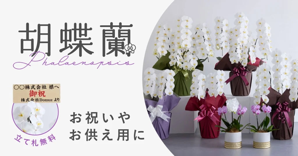 お祝いに贈る胡蝶蘭